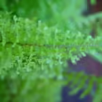 Dsc20050315 145007 132 150x150